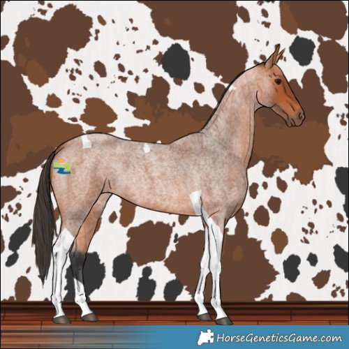 Horse Color:Bay Roan Tobiano 