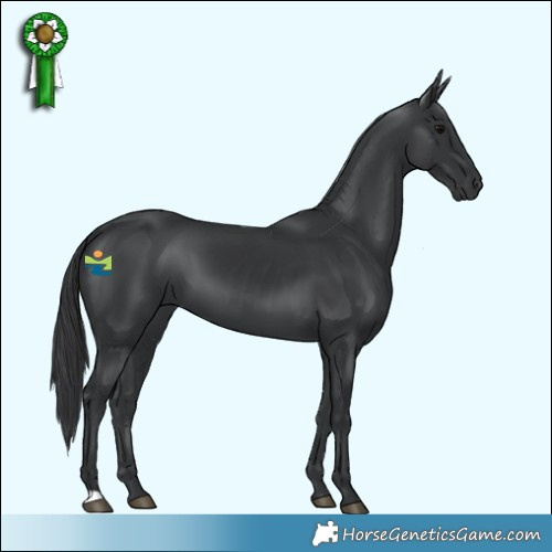 Horse Color:Black 