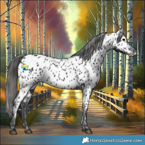 Horse Color:Black Appaloosa 