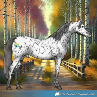 Horse Color:Black Appaloosa 