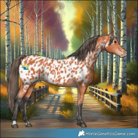 Horse Color:Bay Appaloosa 