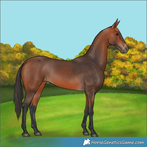 Horse Color:Bay 