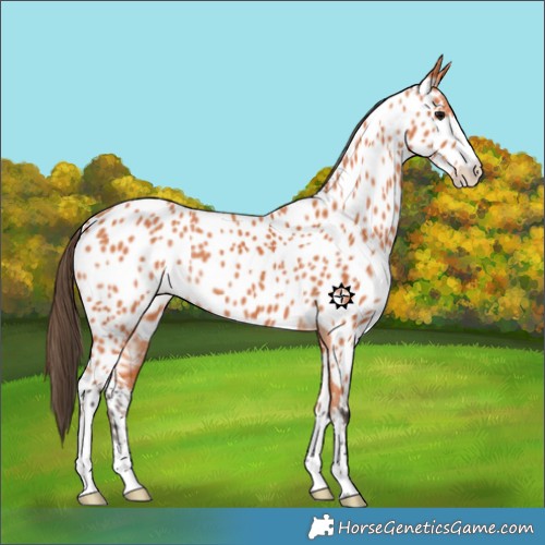 Horse Color:Bay Near Leopard 