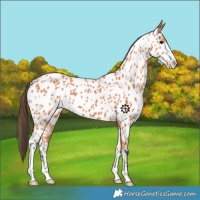 Horse Color:Bay Appaloosa 