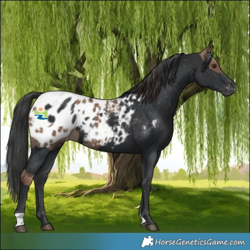 Horse Color:Liver Red Dun Appaloosa  and Black Appaloosa 