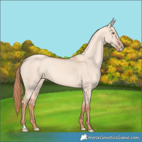 Horse Color:Gold Champagne Dun 