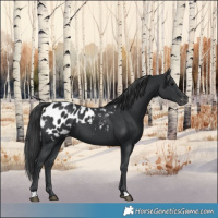 Horse Color:Black Appaloosa