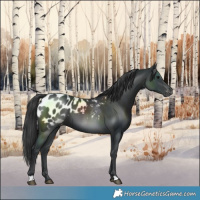 Horse Color:Black Blanket