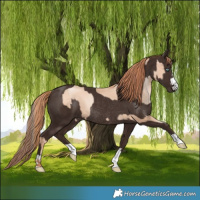 Horse Color:Amber Champagne Pearl Rabicano  and Liver Chestnut Rabicano 