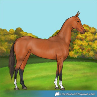 Horse Color:Bay Tobiano Rabicano 