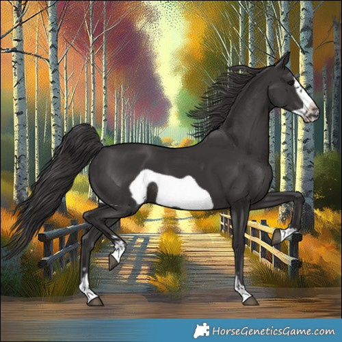 Horse Color:Smoky Black Frame 