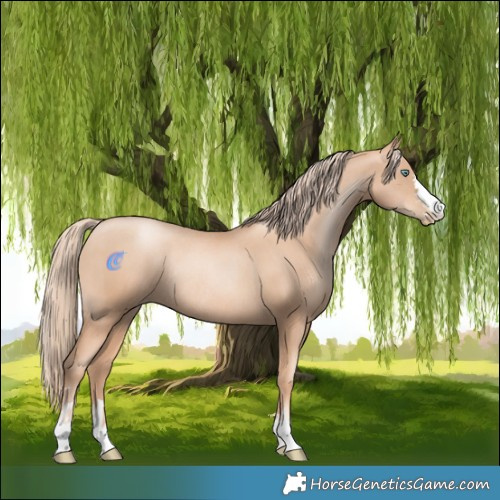 Horse Color:Gold Champagne Pearl Rabicano  and Gold Champagne Pearl Rabicano 