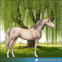 Horse Color:Gold Champagne Pearl Rabicano and Gold Champagne Pearl Rabicano