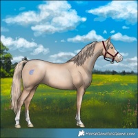 Horse Color:Gold Champagne Pearl Rabicano  and Gold Champagne Pearl Rabicano 