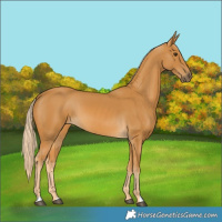 Horse Color:Palomino 