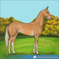 Horse Color:Palomino 