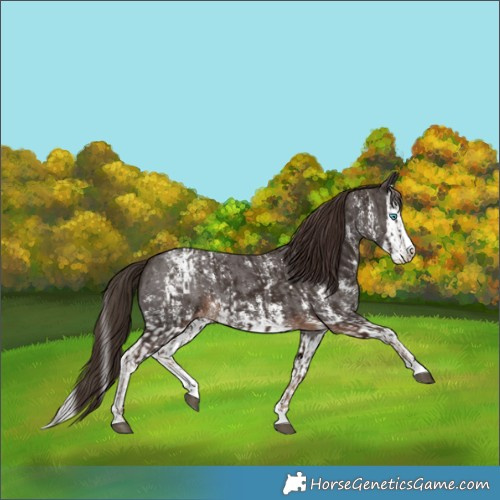 Horse Color:Liver Chestnut Sabino Splash Blanket  and Liver Chestnut Sabino Splash Blanket 