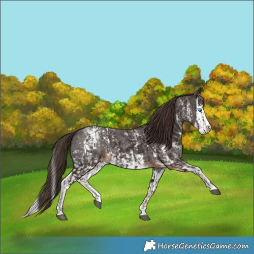 Horse Color:Liver Chestnut Sabino Splash Appaloosa  and Liver Chestnut Sabino Splash Appaloosa 