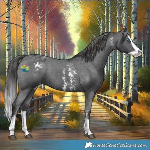 Horse Color:Black Sabino Splash Appaloosa Rabicano 