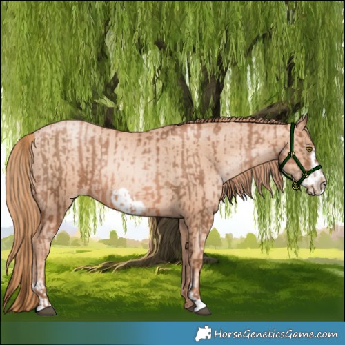 Horse Color:Liver Chestnut Pearl Rabicano and Gold Champagne Pearl Frame Rabicano