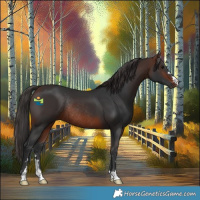 Horse Color:Brown Rabicano 