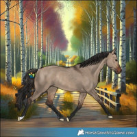 Horse Color:Bay Dun Rabicano 