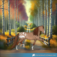 Horse Color:Red Dun Appaloosa Rabicano 