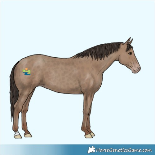 Horse Color:Classic Champagne Rabicano 