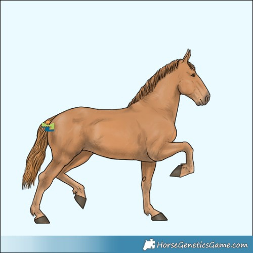 Horse Color:Chestnut Rabicano 