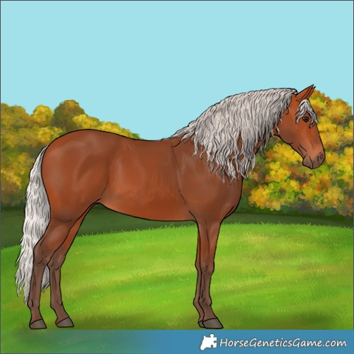 Horse Color:Silver Bay 