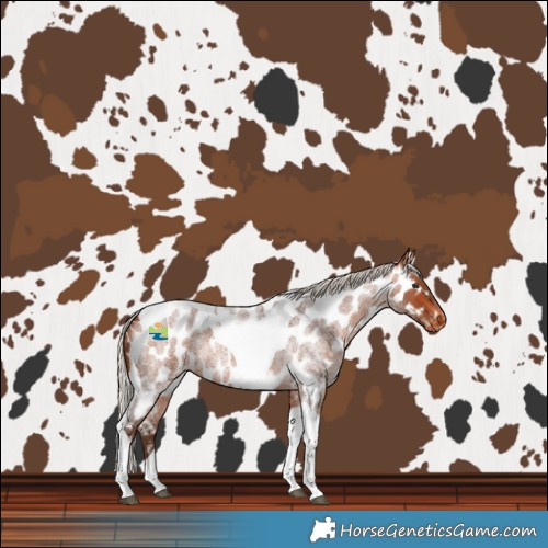 Horse Color:Silver Bay Roan Tobiano Near Leopard 