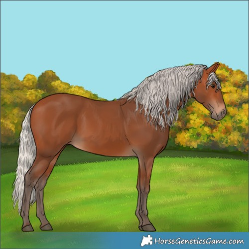 Horse Color:Silver Bay 