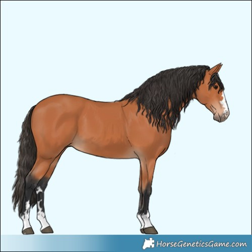 Horse Color:Bay 