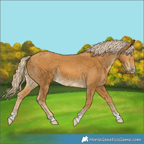 Horse Color:Palomino