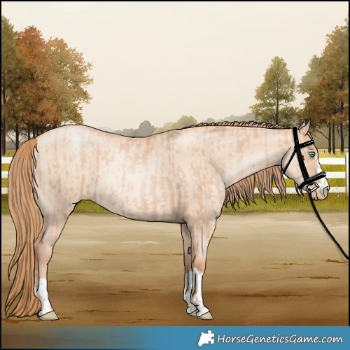 Horse Color:Gold Champagne Pearl Rabicano  and Gold Champagne Pearl Dun Rabicano 