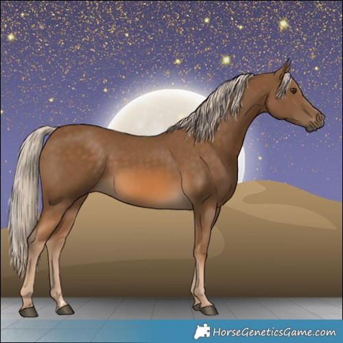 Horse Color:Chocolate Palomino 
