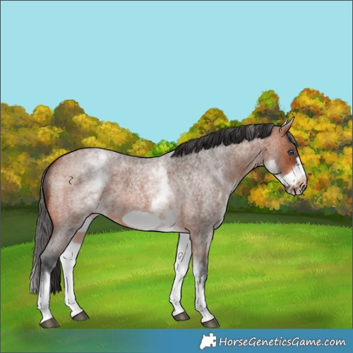 Horse Color:White Spotted Brown Roan Frame 