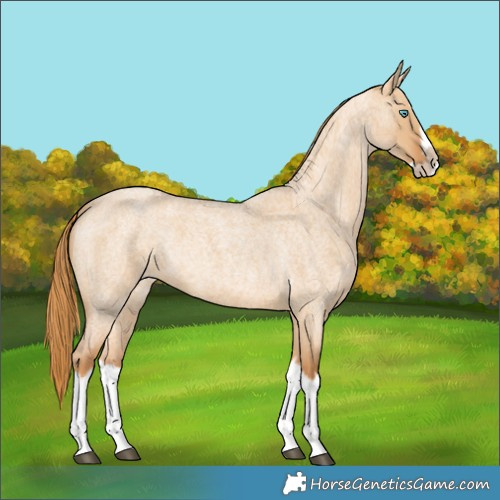 Horse Color:Red Dun Roan Splash Frame Rabicano 