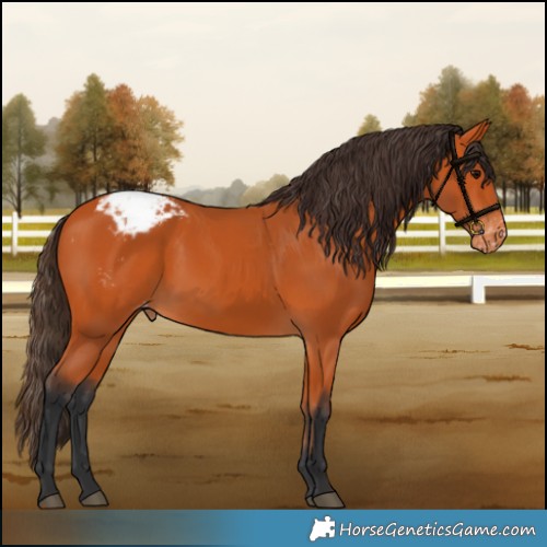 Horse Color:Bay Appaloosa 