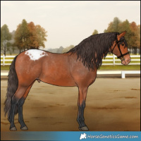 Horse Color:Bay Appaloosa 