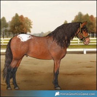 Horse Color:Bay Appaloosa 