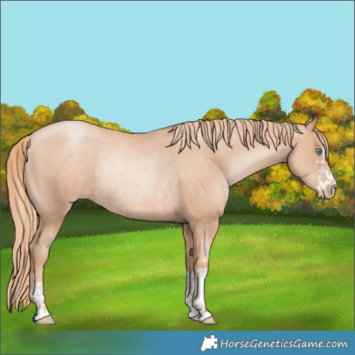 Horse Color:Gold Champagne Pearl Rabicano and Gold Champagne Pearl Rabicano