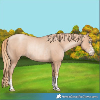 Horse Color:Gold Champagne Pearl Rabicano and Gold Champagne Pearl Rabicano