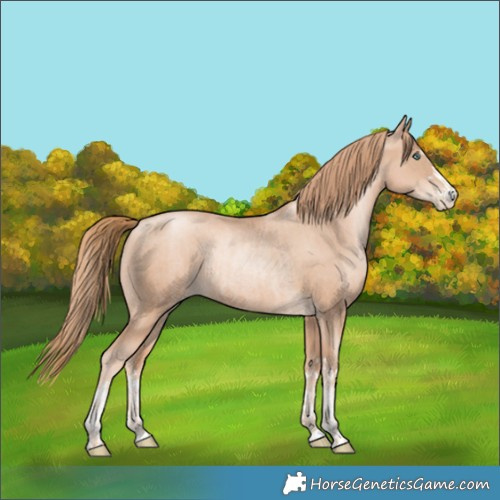 Horse Color:Gold Champagne Pearl Rabicano  and Gold Champagne Pearl Rabicano 