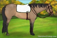 Horse Color:Bay Roan Dun 