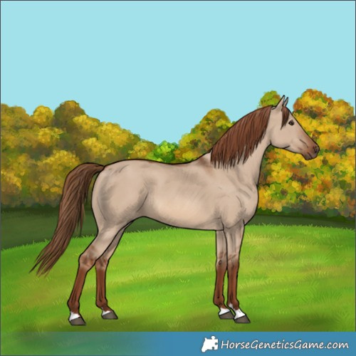 Horse Color:Red Dun 