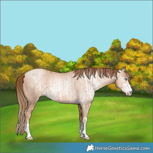 Horse Color:Gold Champagne Pearl Rabicano  and Gray Gold Champagne Pearl Rabicano 