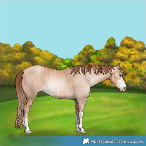 Horse Color:Gold Champagne Pearl Rabicano and Gray Gold Champagne Pearl Rabicano
