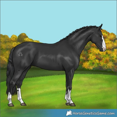 Horse Color:Black 