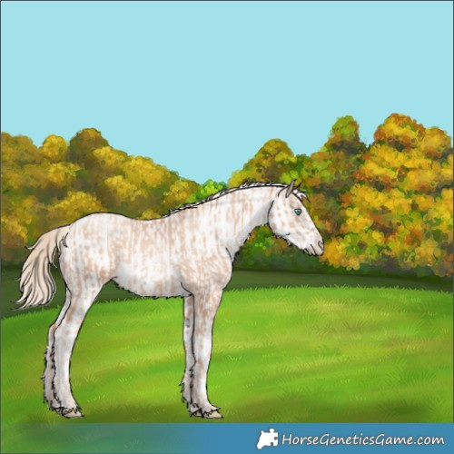 Horse Color:Gold Champagne Pearl Rabicano and White Spotted Gold Champagne Pearl Rabicano